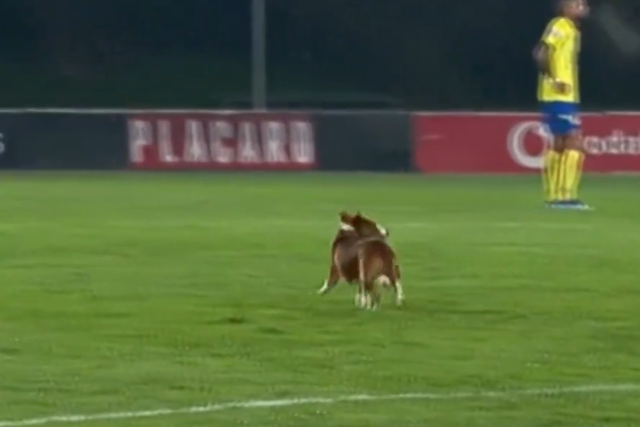 Momento caricato: cão invade relvado e interrompe Arouca-Gil Vicente