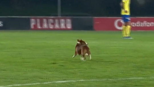 Momento caricato: cão invade relvado e interrompe Arouca-Gil Vicente