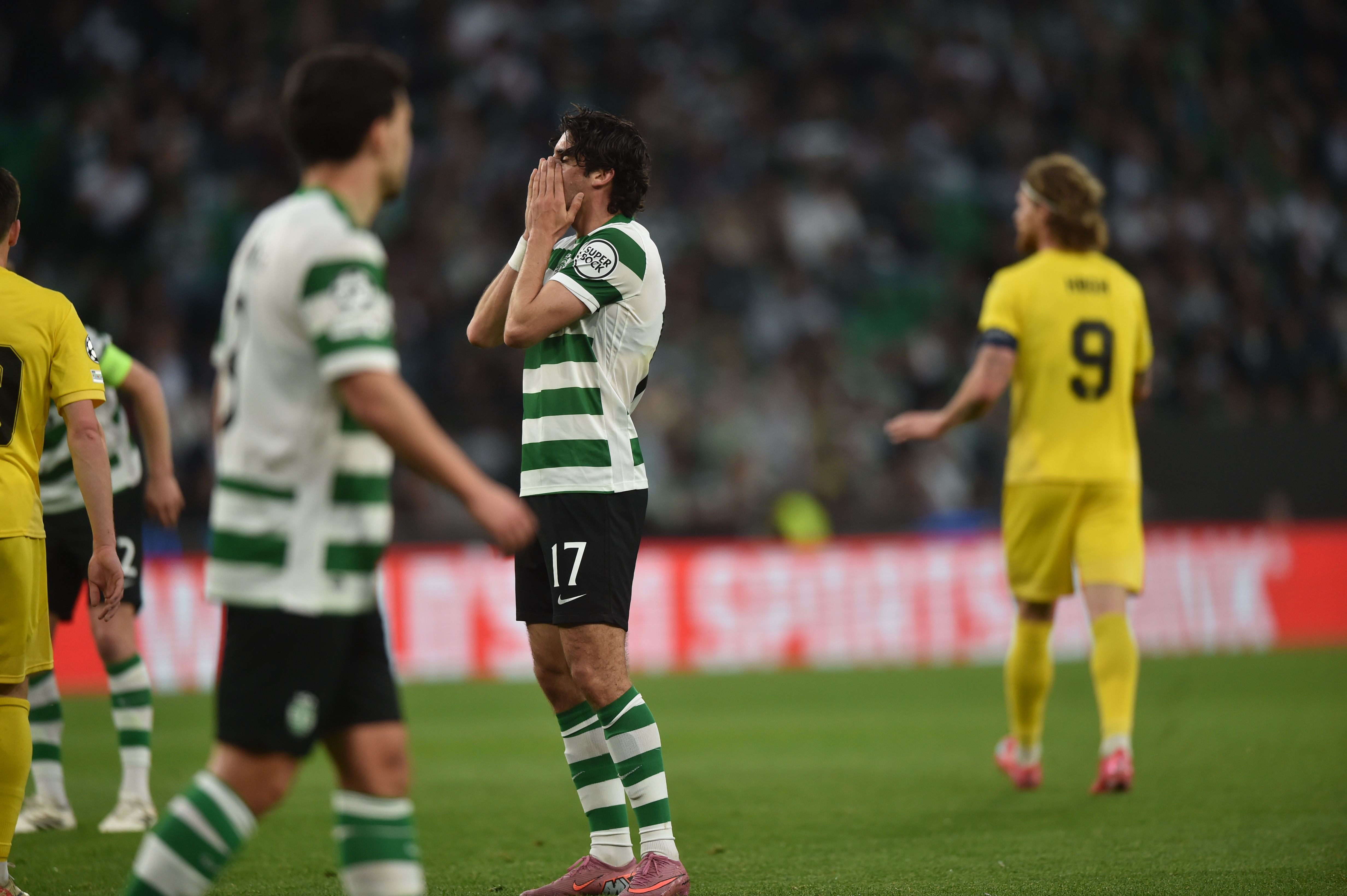 Trincão desolado - Foto: Miguel Nunes