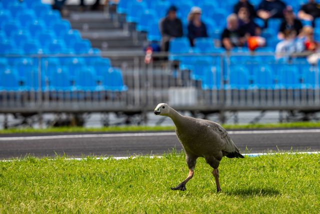 Jogo do nono escalão inglês suspenso por... excesso de excrementos de ganso no relvado