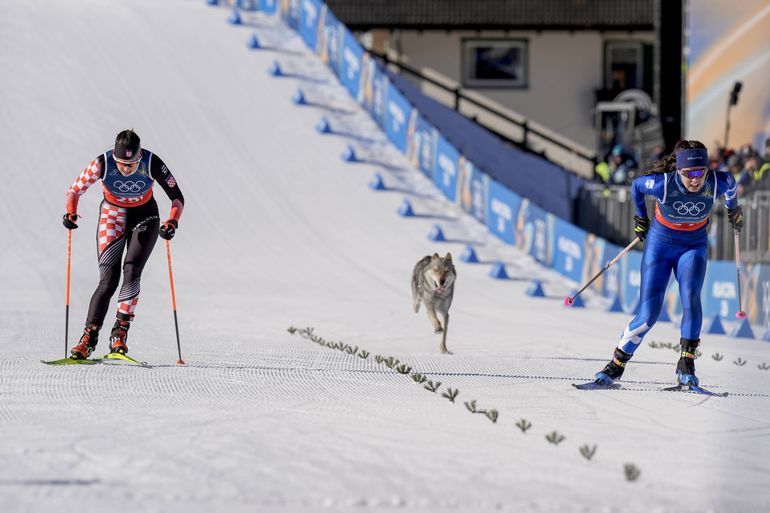 Cão perseguiu atletas na pista de esqui