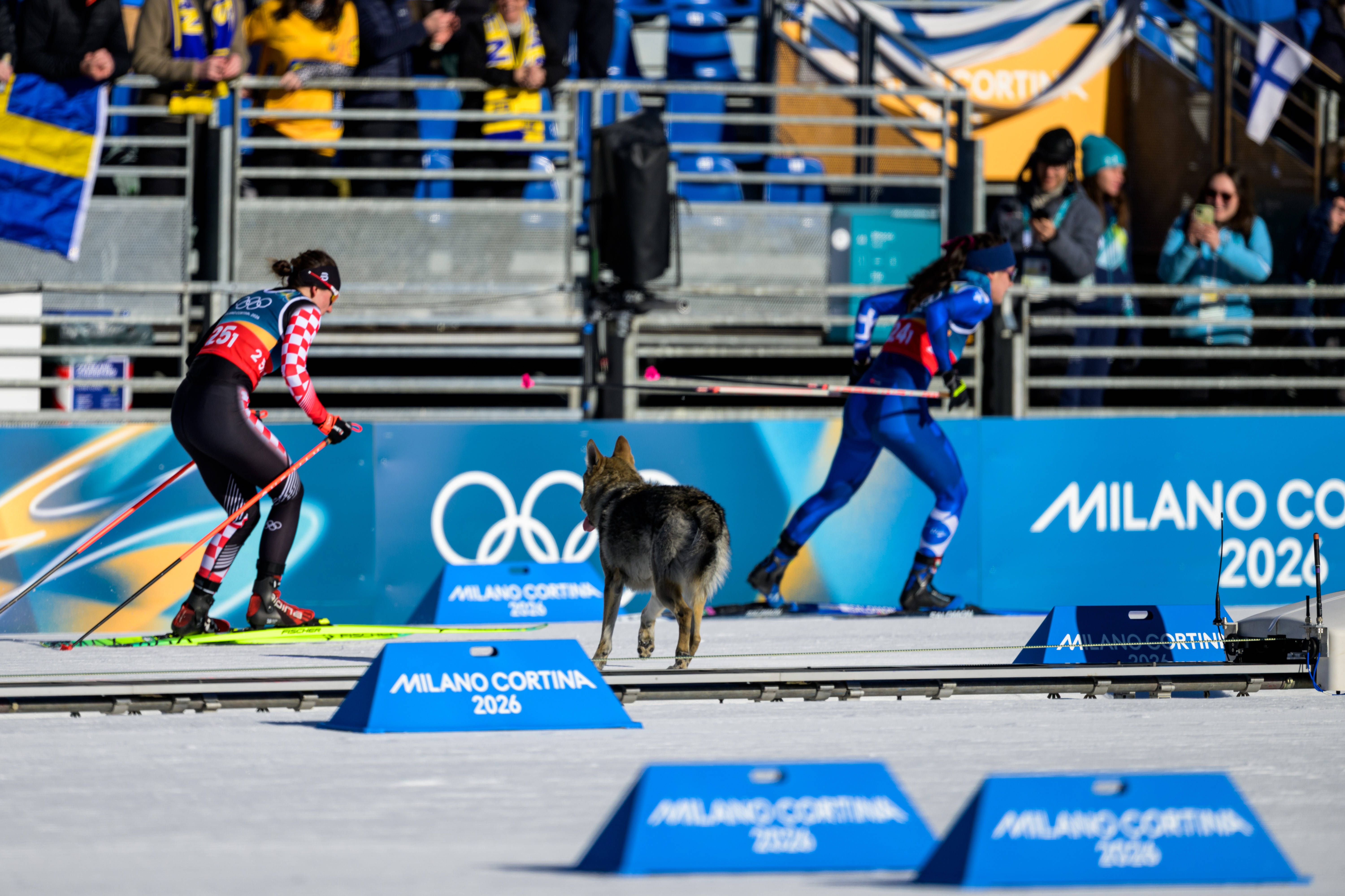 Cão perseguiu atletas na pista de esqui