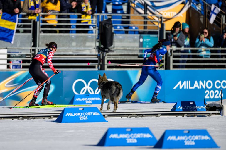Cão perseguiu atletas na pista de esqui