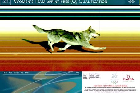 «Pensei que estava a alucinar!» Cão-lobo que lançou caos na prova de esqui até marcou tempo