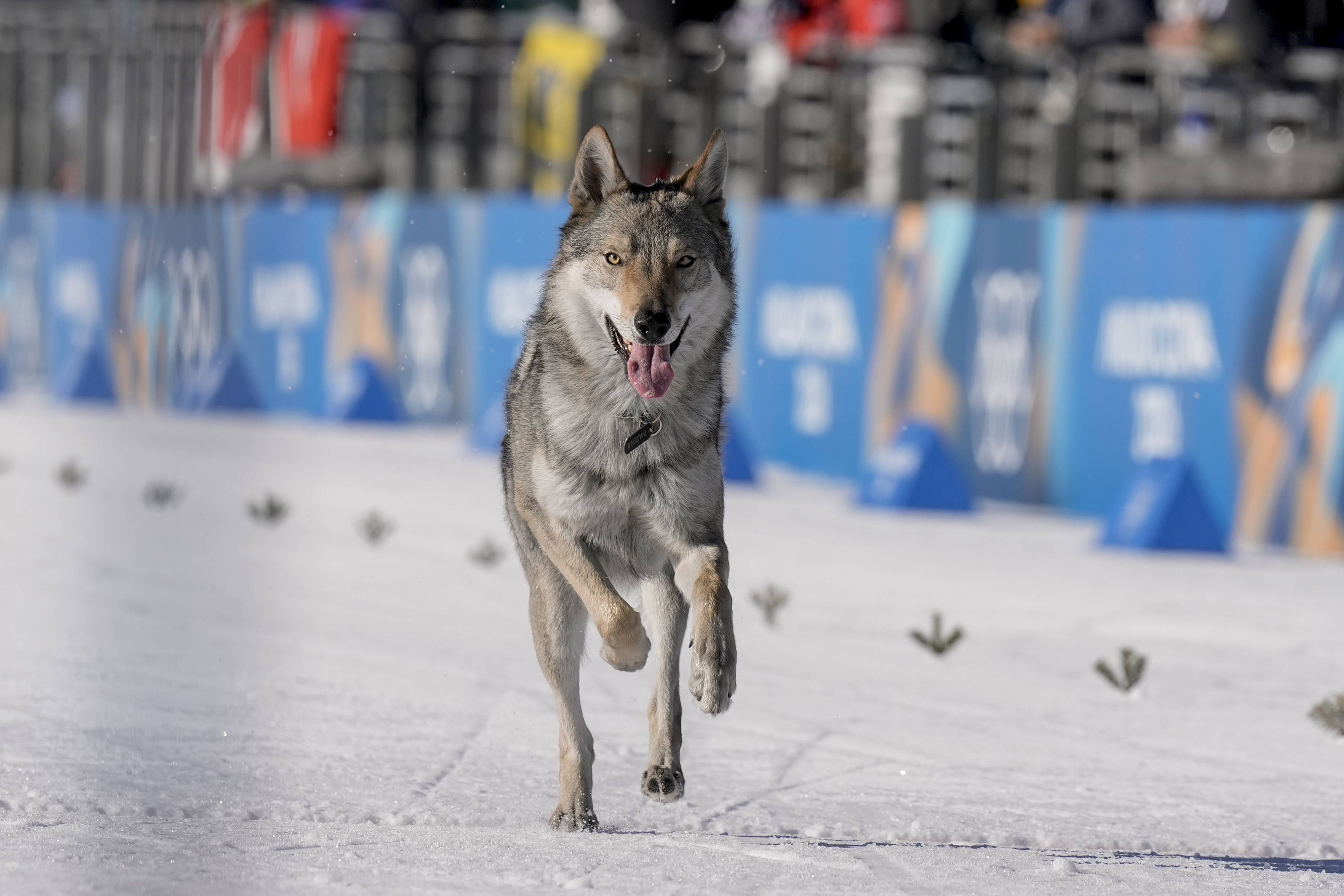 Cão perseguiu atletas na pista de esqui