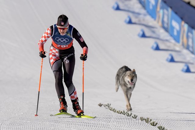 Cão perseguiu atletas na pista de esqui