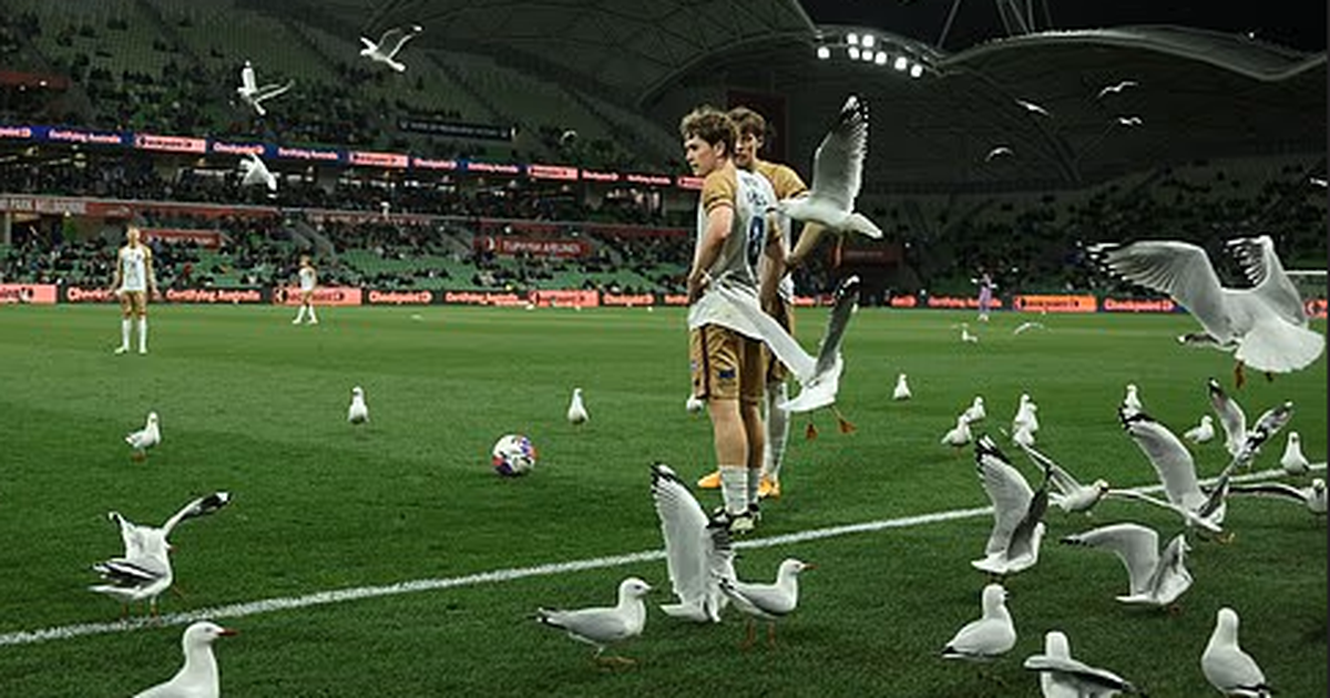 Gaivotas em terra, tempestade no mar: invasão em Melbourne (vídeo)
