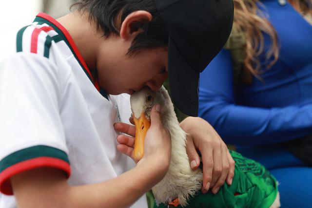 O pato Merlin, com a camisola da seleção do México, pertence a Karla Gomez e ao filho Christian, que não esperavam tal popularidade - foto: Imago