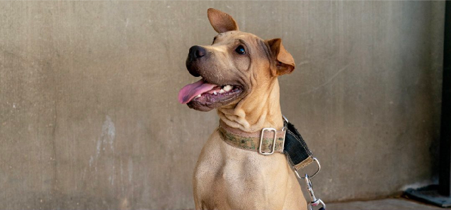 Villarreal vai oferecer azulejos pintados por cães abandonados aos rivais