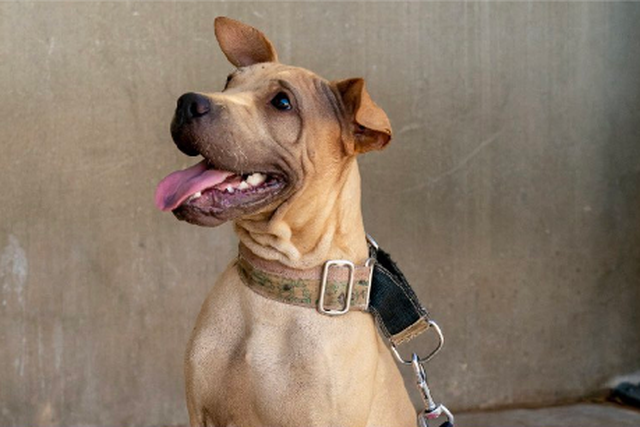 Villarreal vai oferecer azulejos pintados por cães abandonados aos rivais