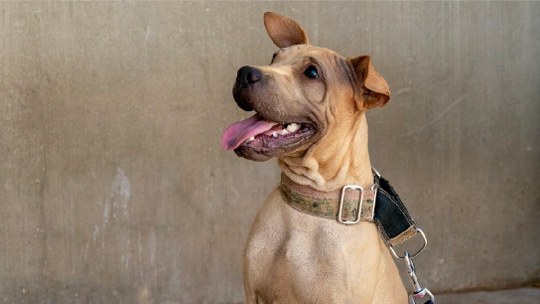 Villarreal vai oferecer azulejos pintados por cães abandonados aos rivais