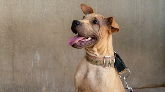 Villarreal vai oferecer azulejos pintados por cães abandonados aos rivais