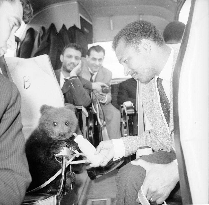 Mário Coluna, jogador do Benfica, dá biberão ao urso bebé que foi oferecido à equipa portuguesa por ocasião da final da Taca dos Campeoes Europeus conquistada frente ao Real Madrid (5-3), em Amesterdão. Foto datada de Maio de 1962. (Créditos A BOLA)