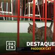 Paddock Cat rouba as atenções no GP em Baku