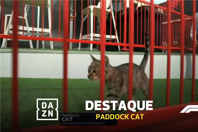 Paddock Cat rouba as atenções no GP em Baku