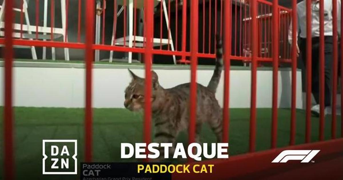 Paddock Cat rouba as atenções no GP em Baku | A Bola