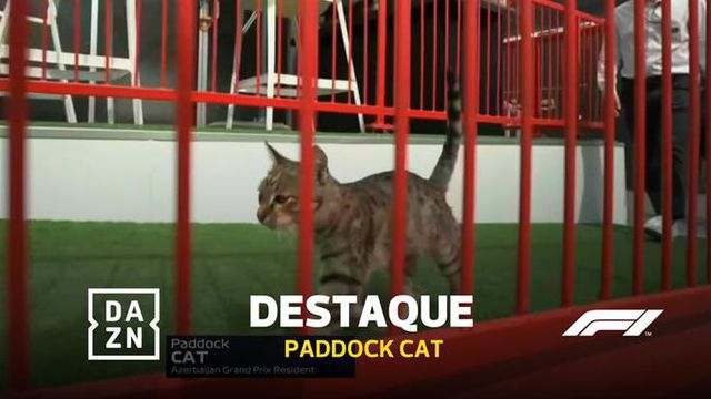 Paddock Cat rouba as atenções no GP em Baku
