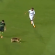 Cão entra em campo e... até não joga mal (vídeo)