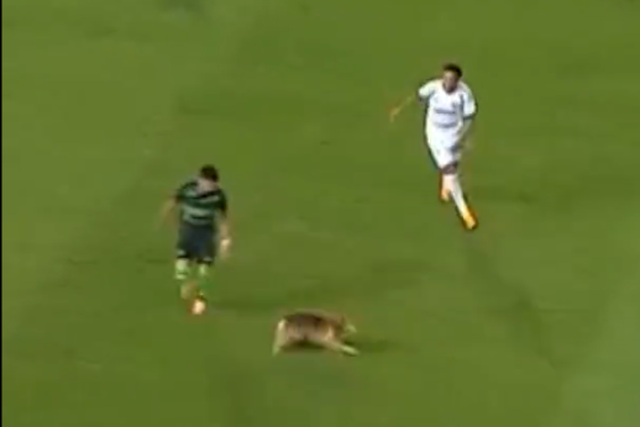 Cão entra em campo e... até não joga mal (vídeo)