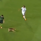 Cão entra em campo e... até não joga mal (vídeo)
