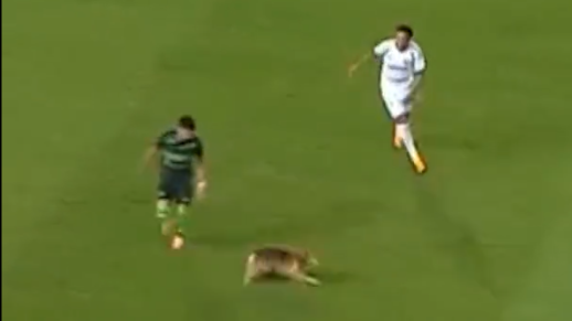 Cão entra em campo e... até não joga mal (vídeo)