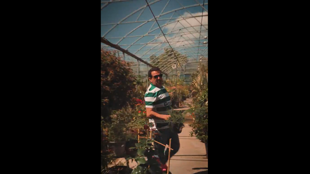 «Chega de rumores»: a nova pele do leão (vídeo)