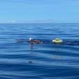 Completa distância da maratona a nado entre Madeira e o Porto Santo