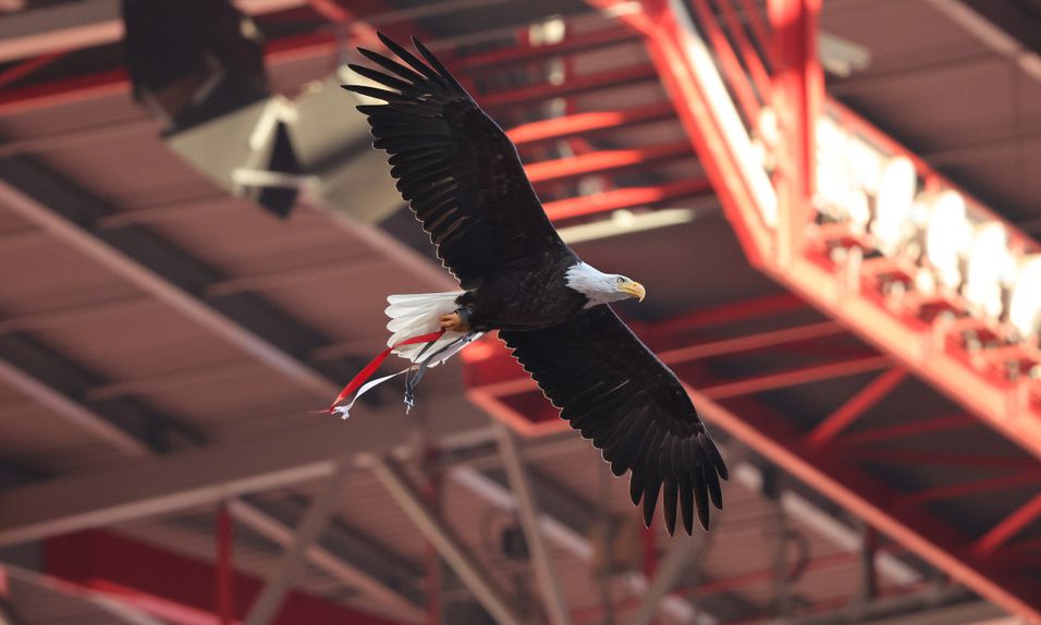 MAG do clube da Luz emitiu um comunicado esta segunda-feira - Foto: SL Benfica