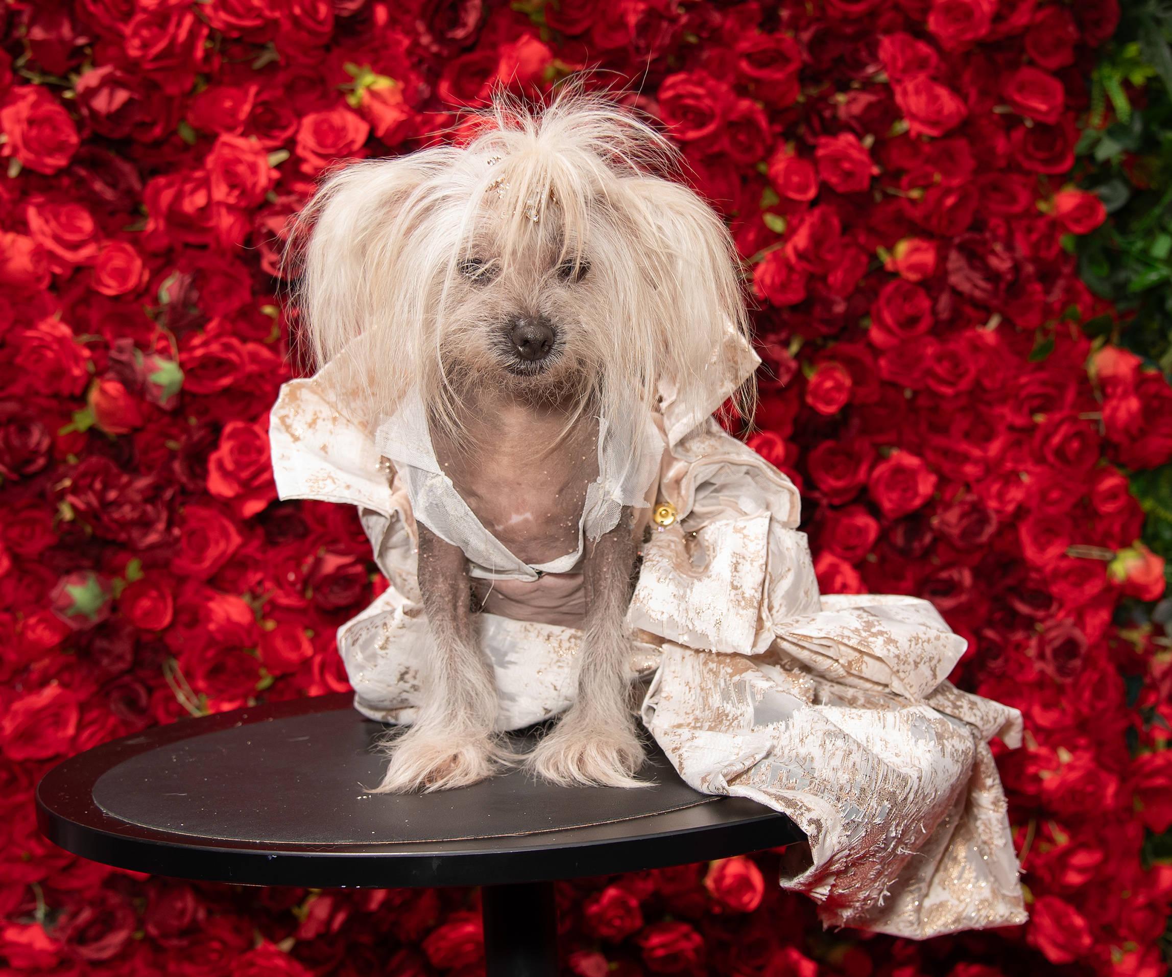 Cão de Kylie Jenner