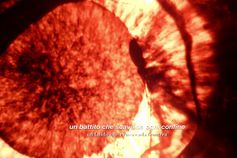 «Amizade eterna»: Torino lança camisola em homenagem ao River Plate