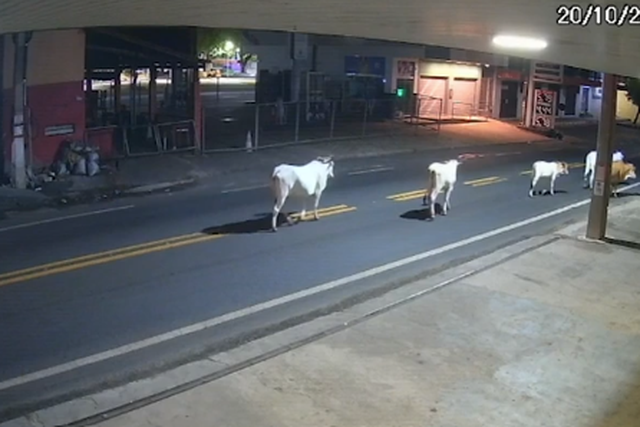 Jogador brasileiro de 20 anos morre após colidir com uma vaca