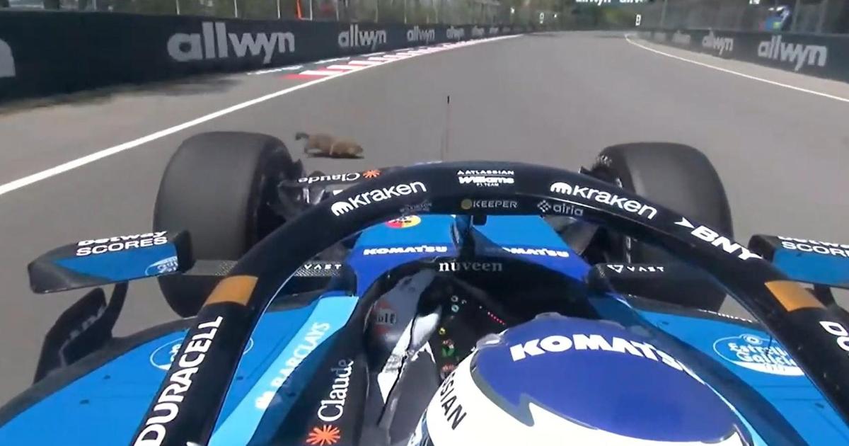 Vídeo: Alex Albon atropela marmota e despista-se no treino livre do GP do Canadá