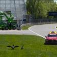 Marmotase gansos fazem parte do cenário no GP do Canadá. Foto F1