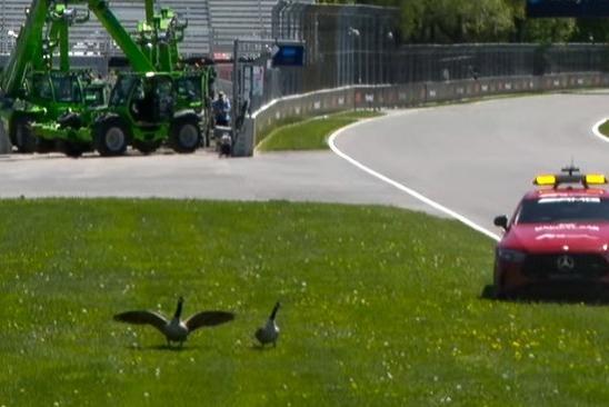 Marmotase gansos fazem parte do cenário no GP do Canadá. Foto F1