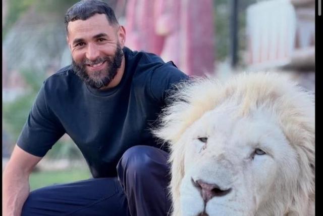 Benzema posou com leão branco em fotografia partilhada nas redes sociais - Foto: @laliguedesanimaux/Instagram