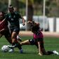 Leoas ficam no Algarve até sexta-feira - Foto: SPORTING CP