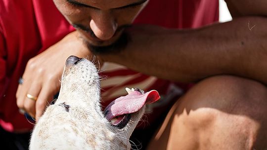 Cães no estádio? Santa Clara avança com nova iniciativa