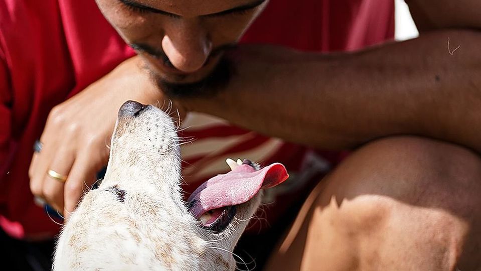 Cães no estádio? A iniciativa do Santa Clara para o próximo jogo do campeonato