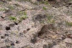 Campo da Mata, nas Caldas da Rainha, onde o Caldas ia jpgar com o SC Braga