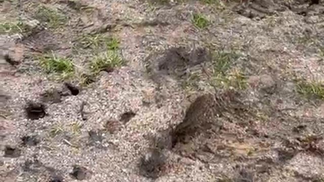 Campo da Mata, nas Caldas da Rainha, onde o Caldas ia jpgar com o SC Braga