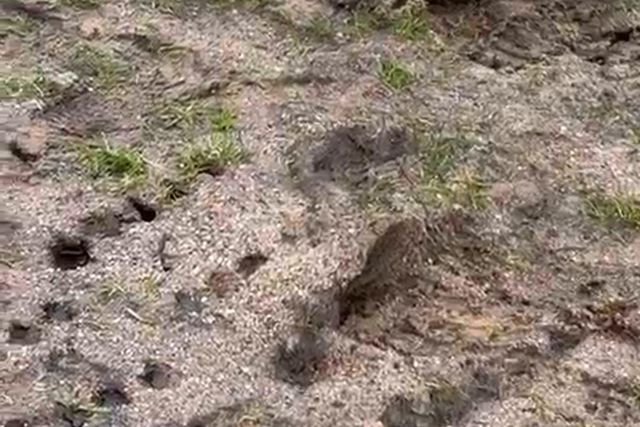 Campo da Mata, nas Caldas da Rainha, onde o Caldas ia jpgar com o SC Braga