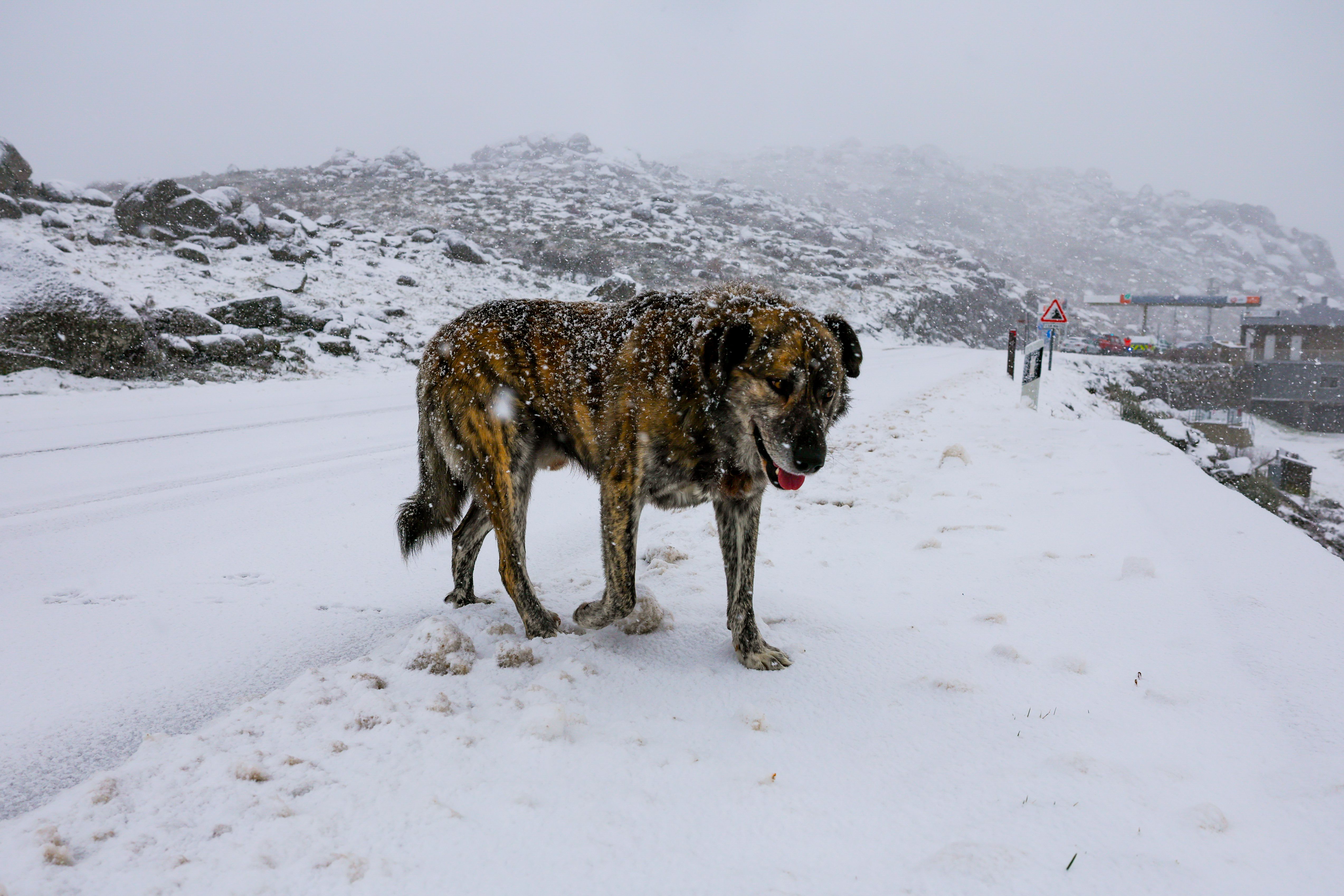 Neve na Serra da Gralheira, Cinfães - Foto: PAULO NOVAIS/LUSA