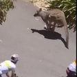 Canguru saltou para a estrada durante o Tour Down Under