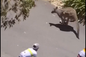 Canguru saltou para a estrada durante o Tour Down Under