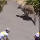 Canguru saltou para a estrada durante o Tour Down Under