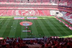 Benfica e Moreirense aquecem no Estádio da Luz