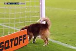 Por esta ninguém esperava: cão invade relvado nos minutos finais do jogo