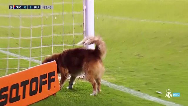 Por esta ninguém esperava: cão invade relvado nos minutos finais do jogo