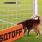 Por esta ninguém esperava: cão invade relvado nos minutos finais do jogo