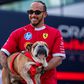 Morreu Roscoe, o famoso cão de Hamilton: «Tive de tomar a decisão mais difícil da minha vida»